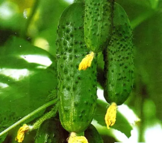 Why do pickled cucumbers become empty inside