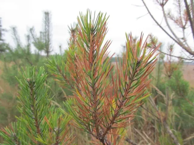 Why do pine needles turn yellow