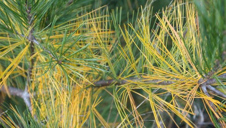 Why do pine needles turn yellow