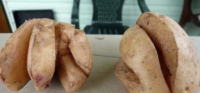 Why do potatoes crack in the ground and become ugly: photos, reasons