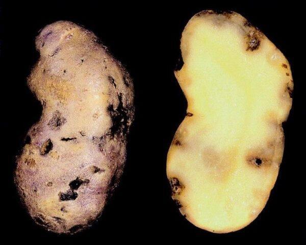 Why do potatoes crack in the ground and become ugly: photos, reasons