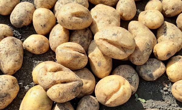 Why do potatoes crack in the ground and become ugly: photos, reasons