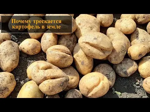 Why do potatoes crack in the ground and become ugly: photos, reasons