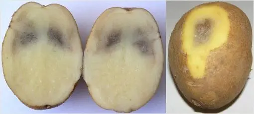 Why do potatoes turn black inside during storage 