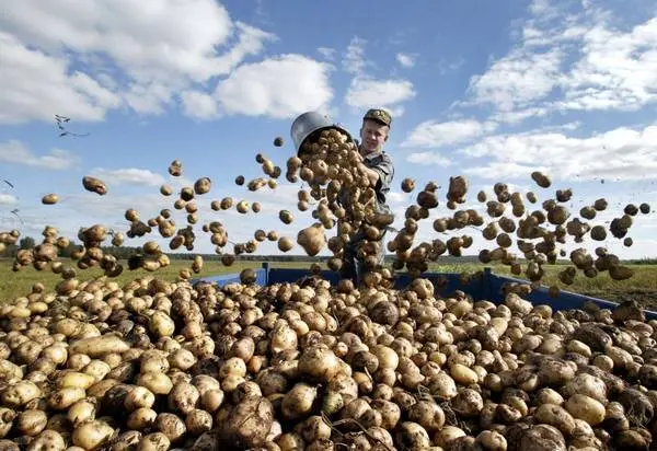 Why do potatoes turn black inside during storage 