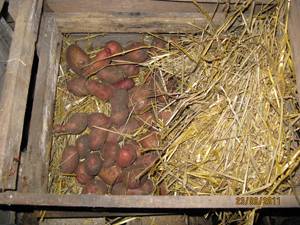 Why do potatoes turn black inside during storage 