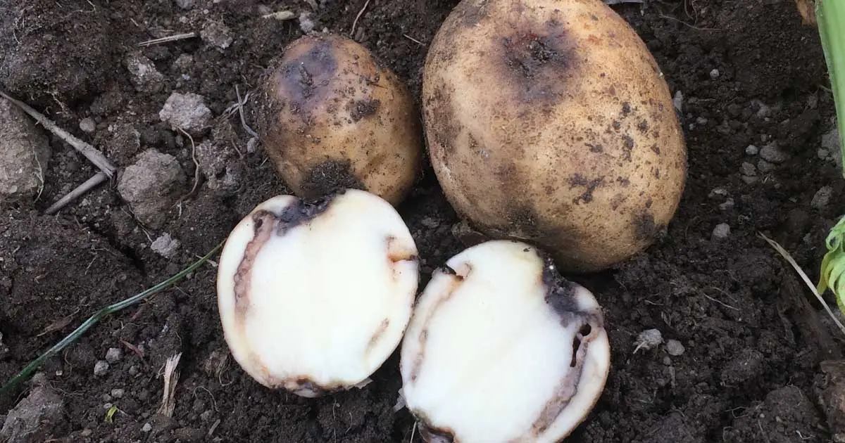 Why do potatoes turn black inside during storage 