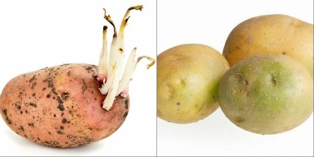 Why do potatoes turn green 