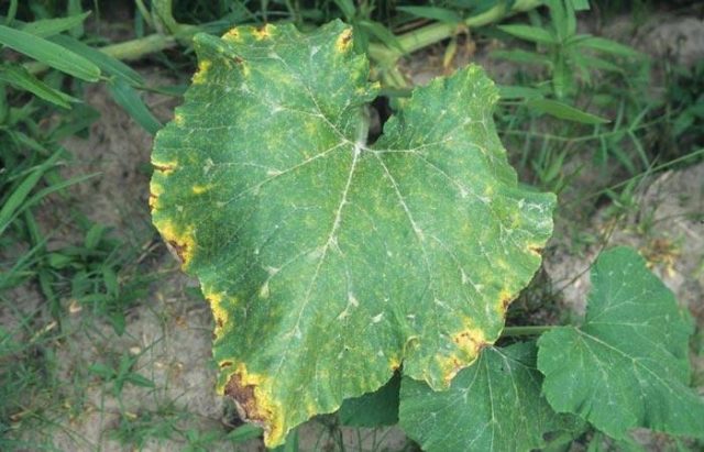 Why do pumpkin leaves turn yellow?