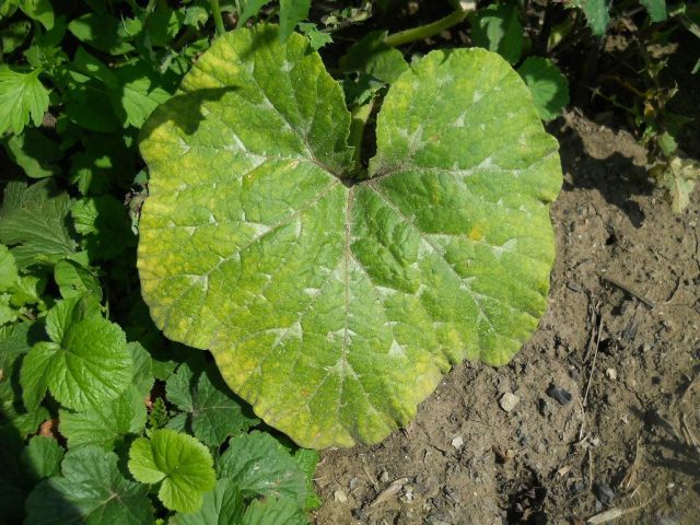 Why do pumpkin leaves turn yellow?