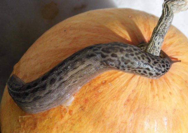 Why do pumpkin leaves turn yellow?