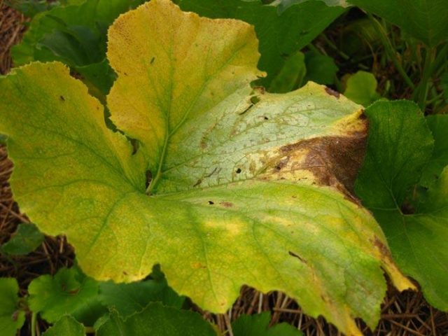 Why do pumpkin leaves turn yellow?