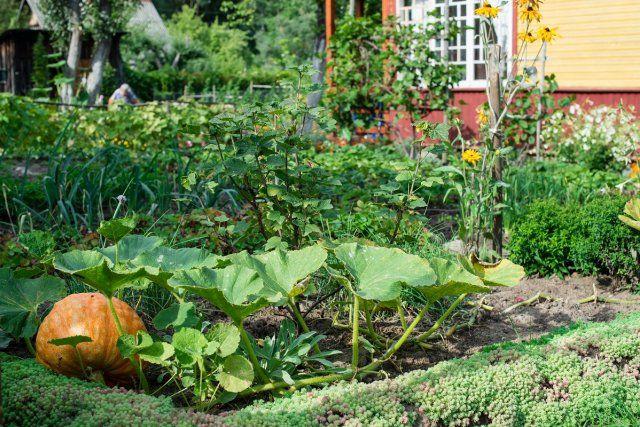 Why do pumpkin leaves turn yellow?