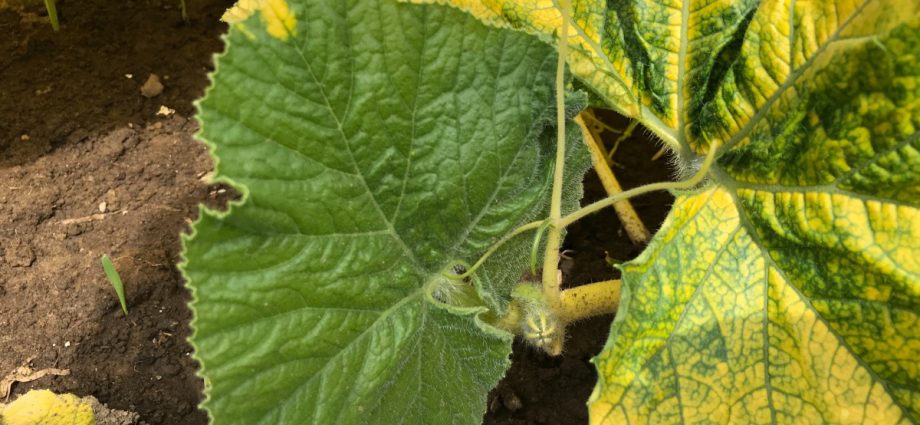 Why do pumpkin leaves turn yellow?