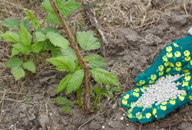 Why do raspberry leaves curl inward?