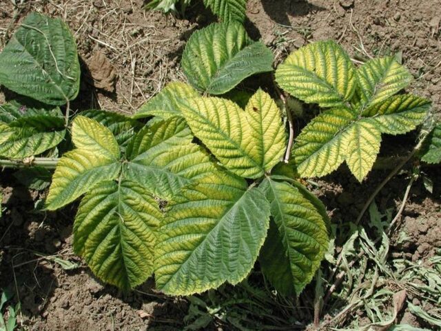 Why do raspberry leaves curl inward?