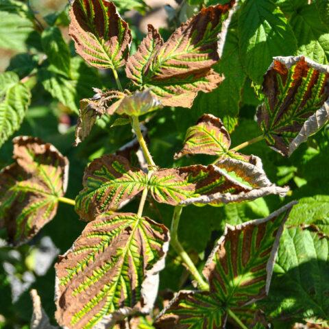 Why do raspberry leaves curl inward?