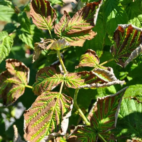 Why do raspberry leaves curl inward?