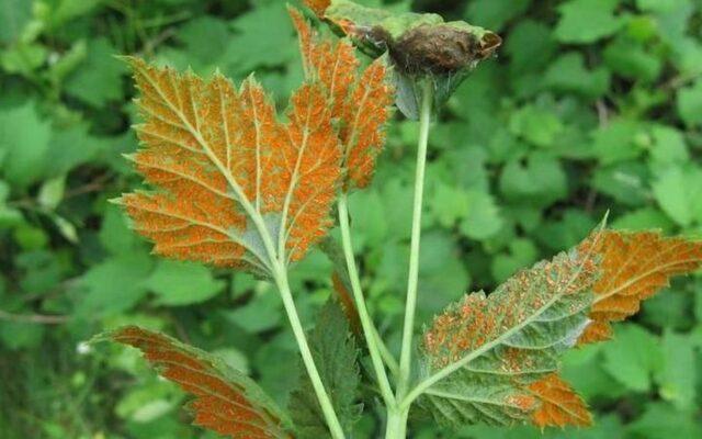 Why do raspberry leaves curl inward?