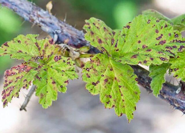 Why do raspberry leaves curl inward?