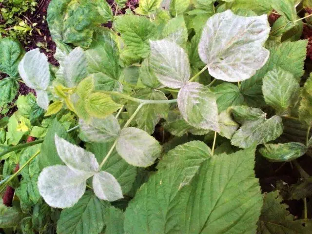 Why do raspberry leaves curl inward?