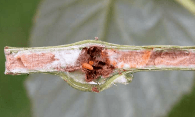 Why do raspberry leaves curl inward?