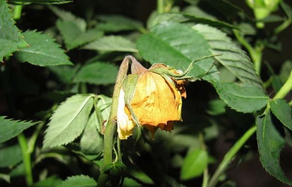 Why do roses fall leaves: an overview of the main reasons