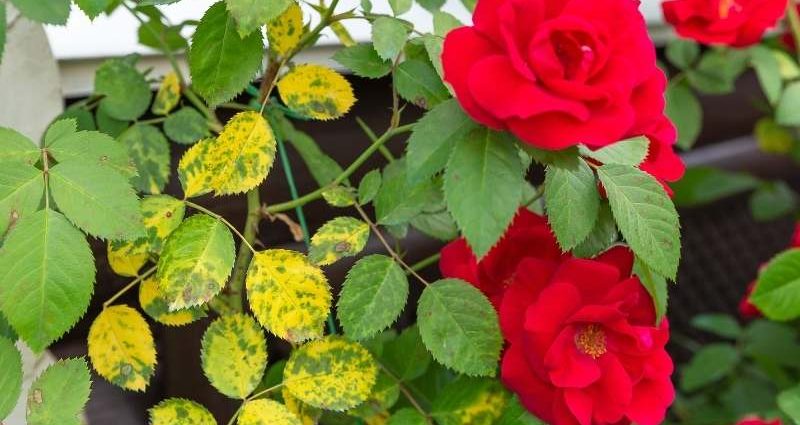 Why do roses fall leaves: an overview of the main reasons