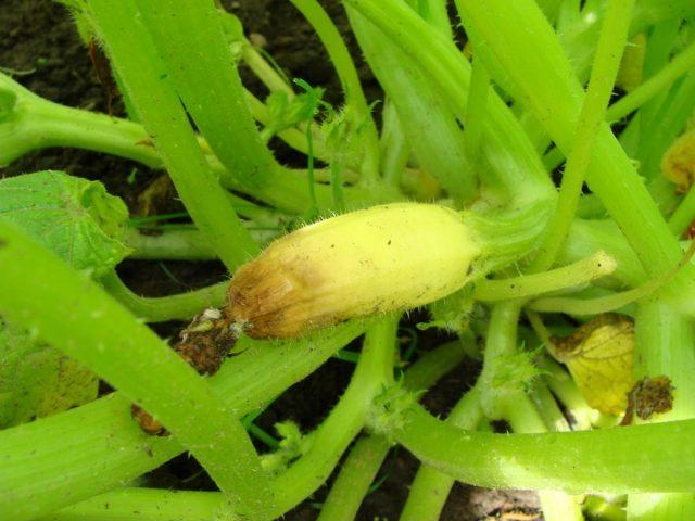 Why do small zucchini rot on a bush from a spout