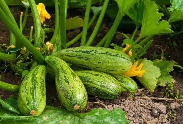 Why do small zucchini rot on a bush from a spout