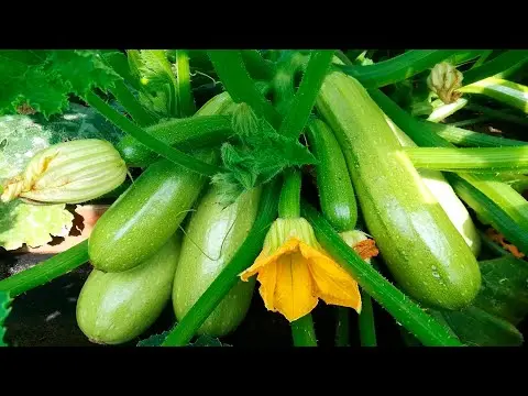 Why do small zucchini rot on a bush from a spout