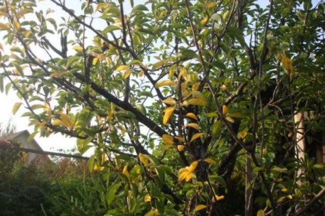 Why do the leaves (fruits) of cherries turn yellow: in young, felt, after transplantation, in summer