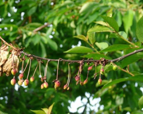 Why do the leaves (fruits) of cherries turn yellow: in young, felt, after transplantation, in summer