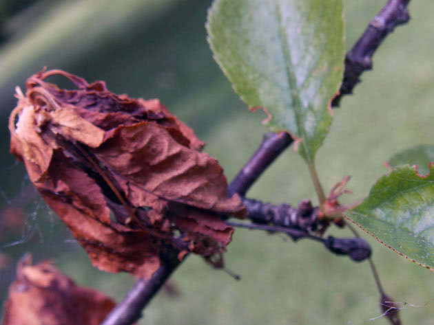 Why do the leaves (fruits) of cherries turn yellow: in young, felt, after transplantation, in summer