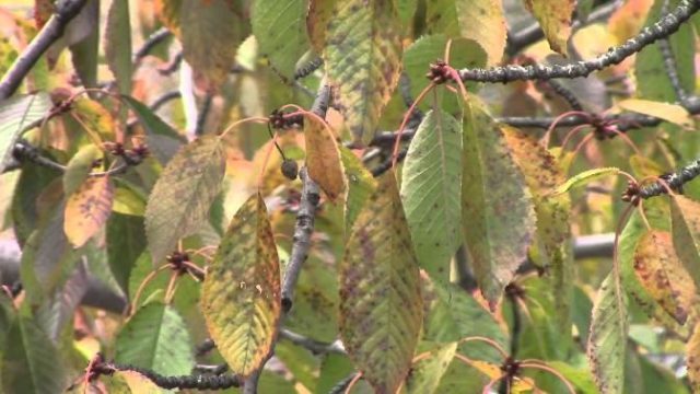 Why do the leaves (fruits) of cherries turn yellow: in young, felt, after transplantation, in summer