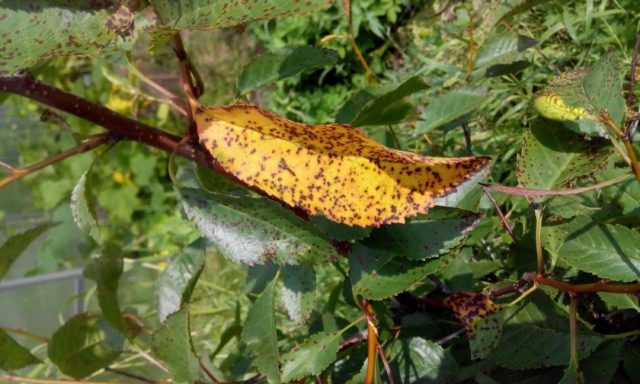 Why do the leaves (fruits) of cherries turn yellow: in young, felt, after transplantation, in summer