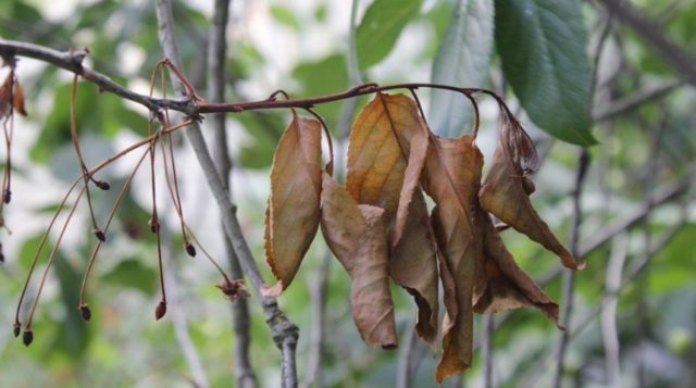 Why do the leaves (fruits) of cherries turn yellow: in young, felt, after transplantation, in summer