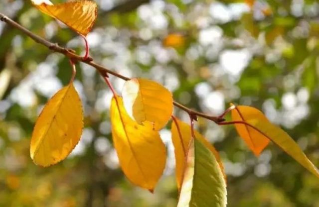 Why do the leaves (fruits) of cherries turn yellow: in young, felt, after transplantation, in summer