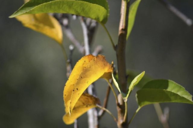 Why do the leaves (fruits) of cherries turn yellow: in young, felt, after transplantation, in summer