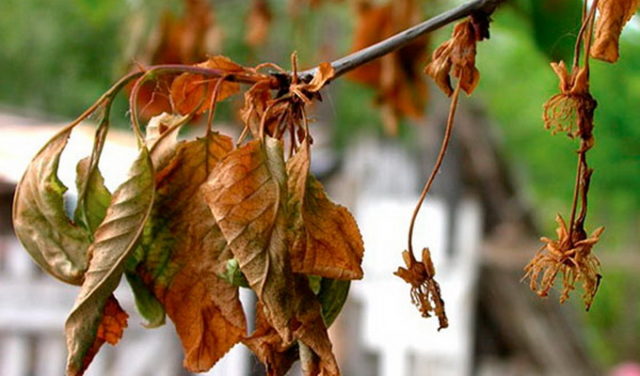 Why do the leaves (fruits) of cherries turn yellow: in young, felt, after transplantation, in summer