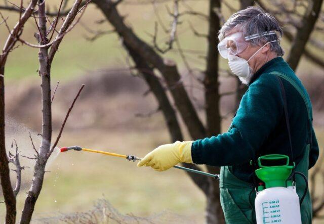 Why do the leaves of an apple tree curl in a boat, into a tube: what to do, how to process