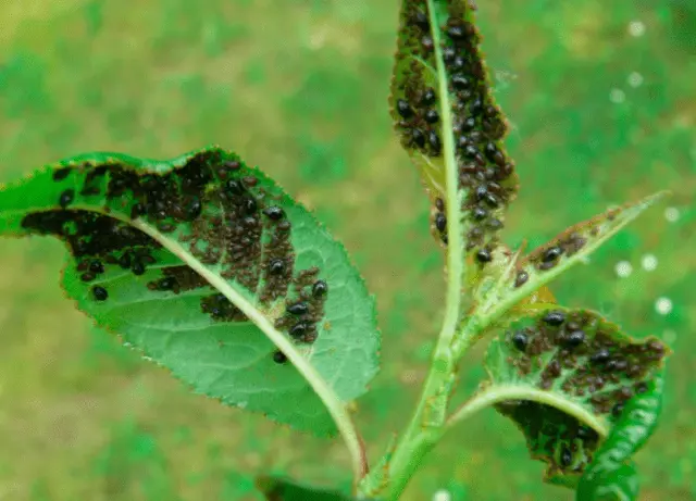 Why do the leaves of an apple tree curl in a boat, into a tube: what to do, how to process