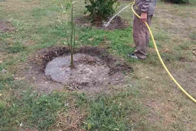 Why do the leaves of an apple tree curl in a boat, into a tube: what to do, how to process