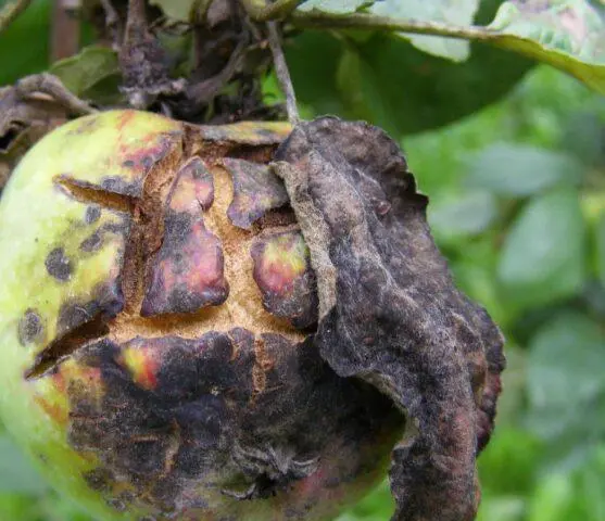 Why do the leaves of an apple tree curl in a boat, into a tube: what to do, how to process