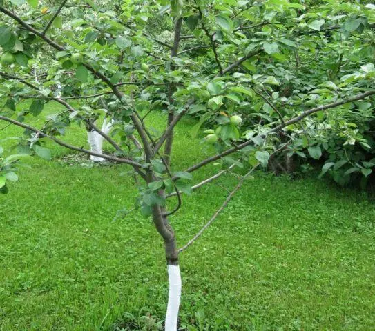 Why do the leaves of an apple tree curl in a boat, into a tube: what to do, how to process