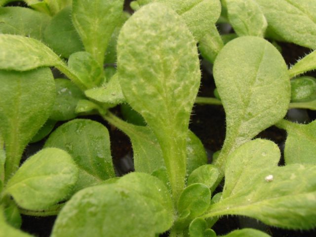 Why do the leaves of petunia seedlings curl?