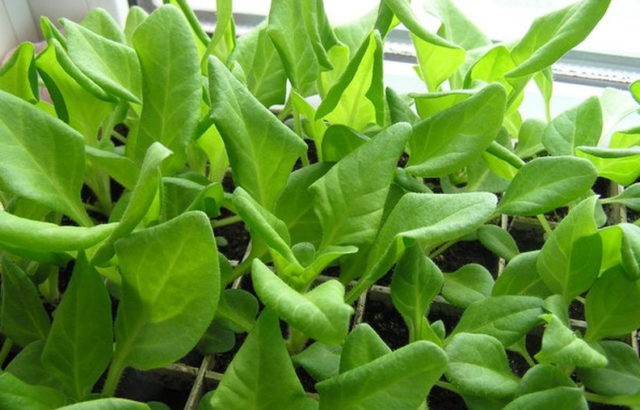 Why do the leaves of petunia seedlings curl?