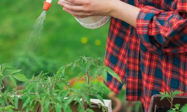 Why do the leaves of tomato seedlings dry?