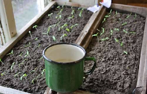 Why do the leaves of tomato seedlings dry?