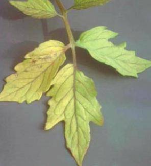 Why do the leaves of tomato seedlings dry?